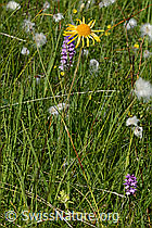 Arnica montana (C302198)