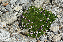 Kiesel-Polsternelke (Silene exscapa) (C303936) Kiesel-Polsternelke (Silene exscapa) (C303936)