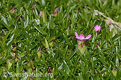 Kiesel-Polsternelke (Silene exscapa) (C303937) Kiesel-Polsternelke (Silene exscapa) (C303937)