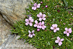Kiesel-Polsternelke (Silene exscapa) (C303939) Kiesel-Polsternelke (Silene exscapa) (C303939)
