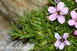 Kiesel-Polsternelke (Silene exscapa) (C303941) Kiesel-Polsternelke (Silene exscapa) (C303941)