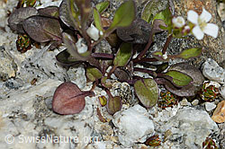 Alpen-Schaumkraut (Cardamine alpina) (C303960) Alpen-Schaumkraut (Cardamine alpina) (C303960)