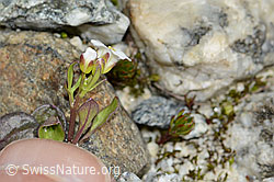 Alpen-Schaumkraut (Cardamine alpina) (C303962) Alpen-Schaumkraut (Cardamine alpina) (C303962)
