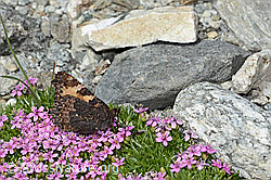 Kleiner Fuchs (Aglais urticae) auf Kiesel-Polsternelke (Silene exscapa) (08.2024, C303978)