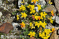 Lotus alpinus (C303980)