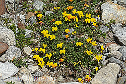 Lotus alpinus (C303982)