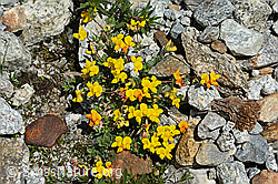 Lotus alpinus (C303983)
