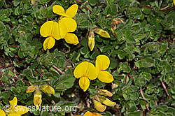 Lotus alpinus (C303985)
