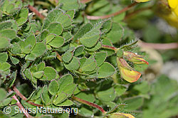 Lotus alpinus (C303989)