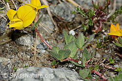 Lotus alpinus (C303991)