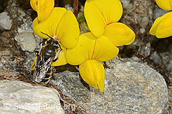 Hornklee-Felsenbiene (Hoplitis loti) auf Alpen-Hornklee (Lotus alpinus) (C303994) Hornklee-Felsenbiene (Hoplitis loti) auf Alpen-Hornklee (Lotus alpinus) (C303994)