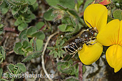 Alpen-Hornklee (Lotus alpinus)