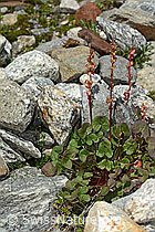 Oxyria digyna (C304008)