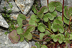 Oxyria digyna (C304014)