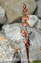 Oxyria digyna (C304015)