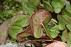 Oxyria digyna (C304017)