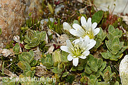 Cerastium uniflorum (C304034) Cerastium uniflorum (C304034)