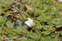 Cerastium uniflorum (C304035) Cerastium uniflorum (C304035)