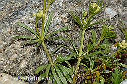 Galium anisophyllon (C304054)