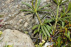 Galium anisophyllon (C304055)