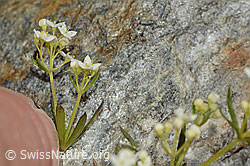 Galium anisophyllon (C304061)
