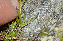 Galium anisophyllon (C304062)