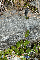 Veronica alpina (C304069) Veronica alpina (C304069)