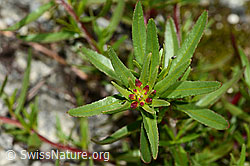 Fleischers Weidenröschen (Epilobium fleischeri) (C304070) Fleischers Weidenröschen (Epilobium fleischeri) (C304070)