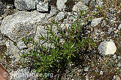 Fleischers Weidenröschen (Epilobium fleischeri) (C304082) Fleischers Weidenröschen (Epilobium fleischeri) (C304082)