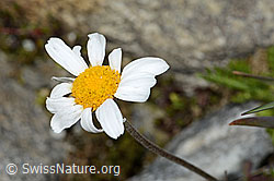 Gewöhnliche Alpenmargerite (Leucanthemopsis alpina) (C304101) Gewöhnliche Alpenmargerite (Leucanthemopsis alpina) (C304101)