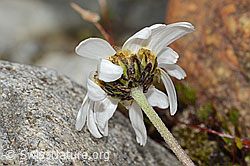 Gewöhnliche Alpenmargerite (Leucanthemopsis alpina) (C304104) Gewöhnliche Alpenmargerite (Leucanthemopsis alpina) (C304104)