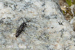 Hylaeus confusus (C304113)