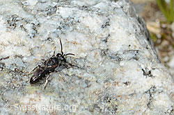 Hylaeus confusus (C304114)