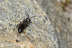 Hylaeus confusus (C304119)