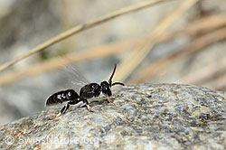 Verkannte Maskenbiene (Hylaeus confusus) (08.2024, C304122)