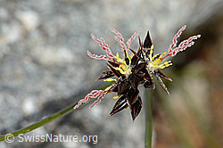 Jacquins Binse (Juncus jacquinii) (C304142) Jacquins Binse (Juncus jacquinii) (C304142)