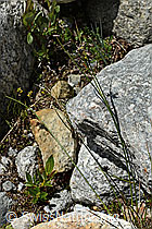 Jacquins Binse (Juncus jacquinii) (C304143) Jacquins Binse (Juncus jacquinii) (C304143)