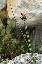 Jacquins Binse (Juncus jacquinii) (C304145) Jacquins Binse (Juncus jacquinii) (C304145)