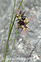 Jacquins Binse (Juncus jacquinii) (C304147) Jacquins Binse (Juncus jacquinii) (C304147)