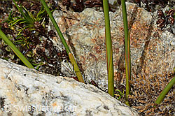 Jacquins Binse (Juncus jacquinii) (C304152) Jacquins Binse (Juncus jacquinii) (C304152)