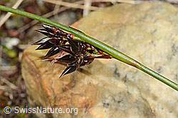 Jacquins Binse (Juncus jacquinii) (C304168) Jacquins Binse (Juncus jacquinii) (C304168)