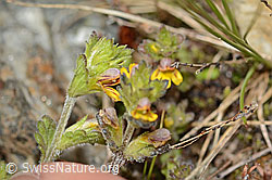 Zwerg-Augentrost (Euphrasia minima) (C304173) Zwerg-Augentrost (Euphrasia minima) (C304173)