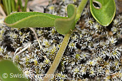Felsen-Ehrenpreis (Veronica fruticans) (C304179) Felsen-Ehrenpreis (Veronica fruticans) (C304179)