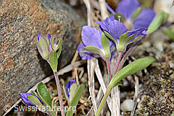 Felsen-Ehrenpreis (Veronica fruticans) (C304181) Felsen-Ehrenpreis (Veronica fruticans) (C304181)