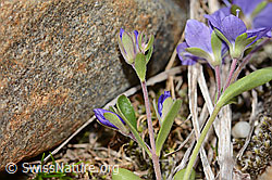 Felsen-Ehrenpreis (Veronica fruticans) (C304182) Felsen-Ehrenpreis (Veronica fruticans) (C304182)