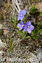 Felsen-Ehrenpreis (Veronica fruticans) (C304183) Felsen-Ehrenpreis (Veronica fruticans) (C304183)