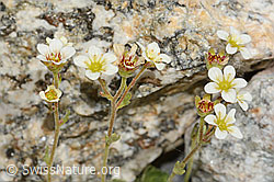 C304189: Gefurchter Steinbrech (Saxifraga exarata)