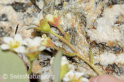 C304193: Gefurchter Steinbrech (Saxifraga exarata)