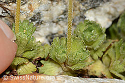 C304194: Gefurchter Steinbrech (Saxifraga exarata)