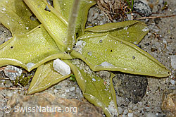 Dünnsporniges Fettblatt (Pinguicula leptoceras) (C304201) Dünnsporniges Fettblatt (Pinguicula leptoceras) (C304201)